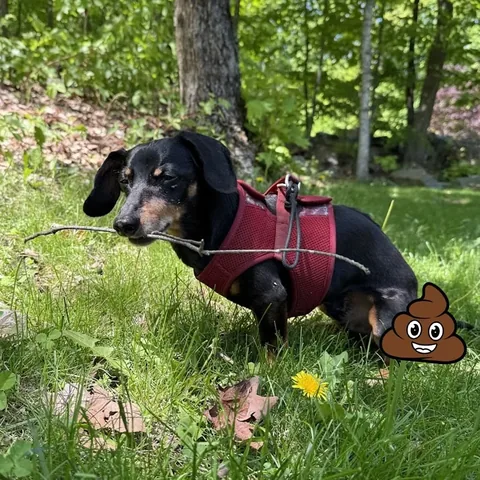 crusoe_dachshund Instagram post about Dog humor