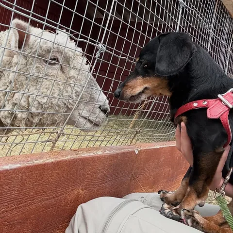 crusoe_dachshund Instagram post about Farm visit