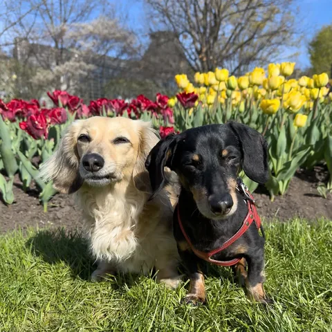 crusoe_dachshund Instagram post about Family outing in Ottawa