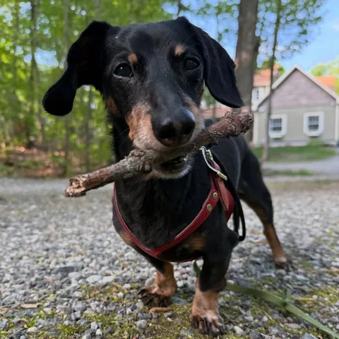 crusoe_dachshund Instagram post about Pop culture reference