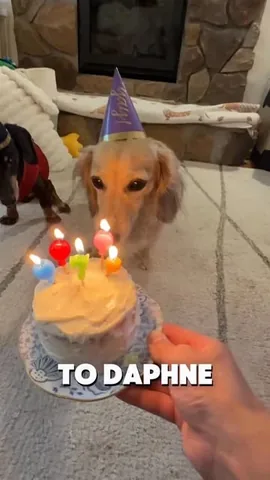 crusoe_dachshund Instagram post about Birthday celebration