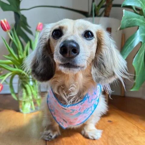 crusoe_dachshund Instagram post about Daphne’s birthday