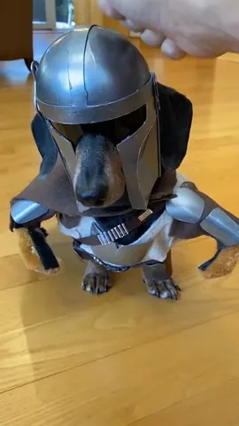 crusoe_dachshund Instagram post about Star Wars cosplay