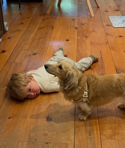 crusoe_dachshund Instagram post about Dog behavior and food