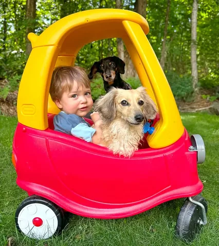 crusoe_dachshund Instagram post about PetSmart outing
