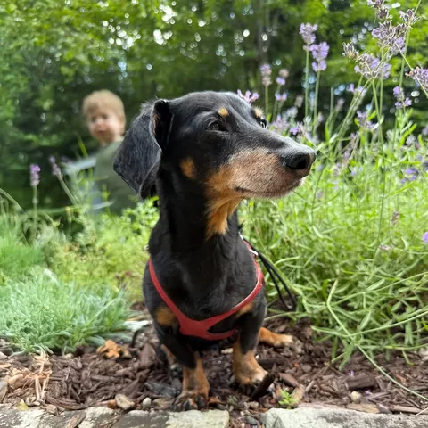 crusoe_dachshund Instagram post about Dog humor
