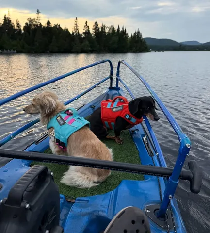crusoe_dachshund Instagram post about Dog water activity safety