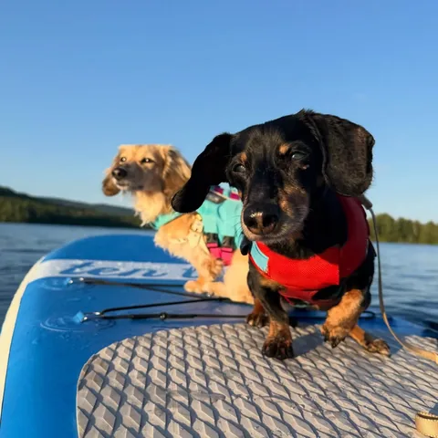 crusoe_dachshund Instagram post about Dog water activity