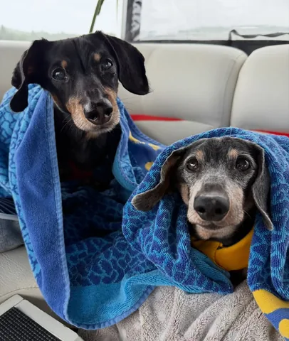 crusoe_dachshund Instagram post about Senior dogs outdoors