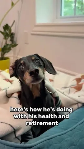 Crusoe the Dachshund Instagram post thumbnail