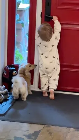 Crusoe the Dachshund Instagram post thumbnail