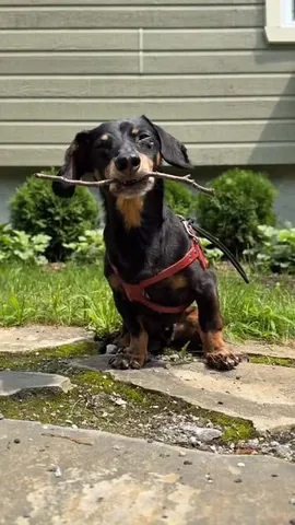 Crusoe the Dachshund Instagram post thumbnail