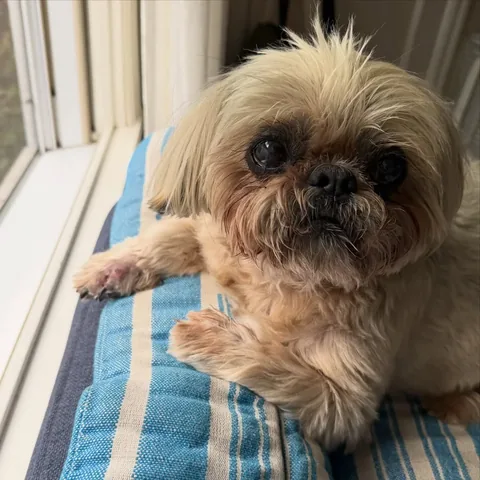 dailydougie Instagram post about Pet health