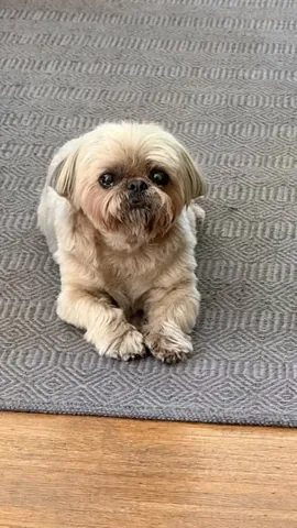 dailydougie Instagram post about Relaxation