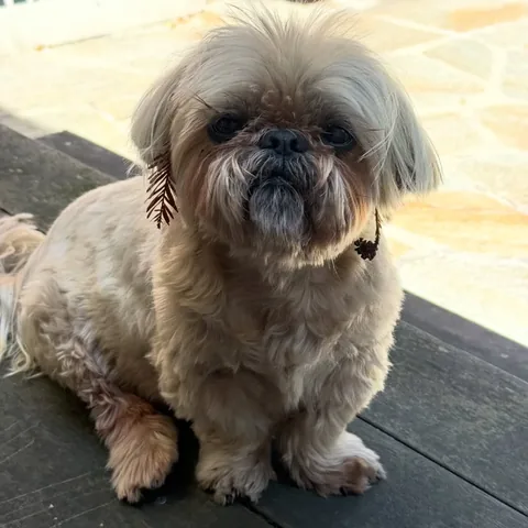 dailydougie Instagram post about Jewelry