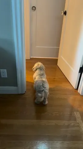 dailydougie Instagram post about Animal behavior