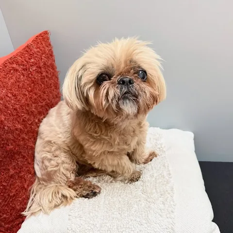 dailydougie Instagram post about Daily life