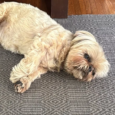dailydougie Instagram post about Facial expression