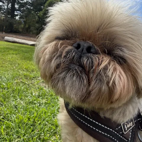 dailydougie Instagram post about Sports rivalry