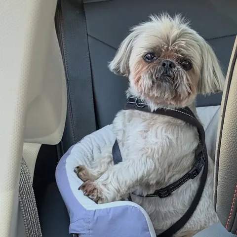 dailydougie Instagram post about Bear