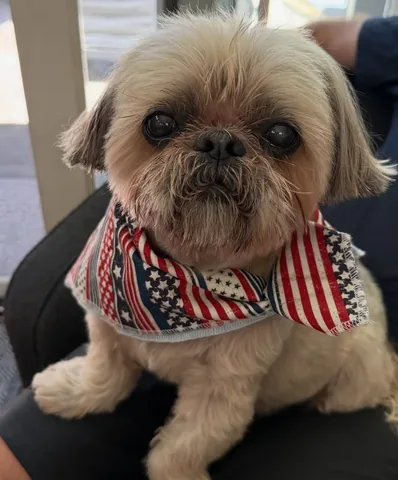 dailydougie Instagram post about Milestone celebration