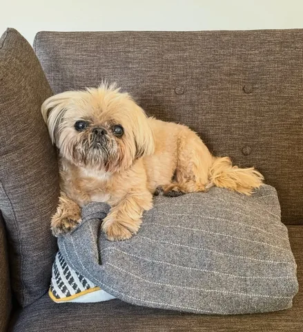 dailydougie Instagram post about Comfort