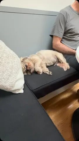 dailydougie Instagram post about Relaxation