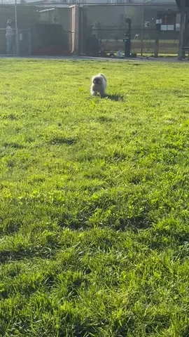 dailydougie Instagram post about Relaxation