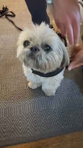 dailydougie Instagram post about Walking
