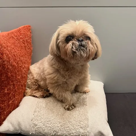 dailydougie Instagram post about Family life