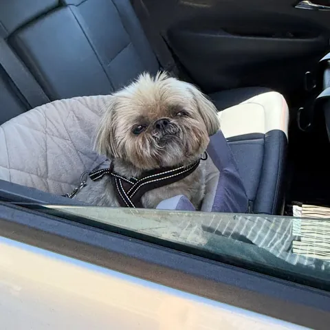 dailydougie Instagram post about Dogs
