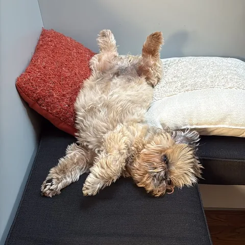 dailydougie Instagram post about Playful pose