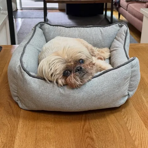 dailydougie Instagram post about Weekend