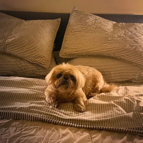 Dougie the Shih Tzu Instagram post thumbnail
