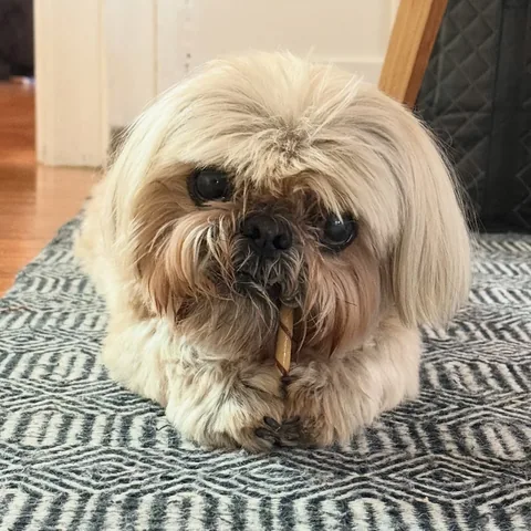 Dougie the Shih Tzu Instagram post thumbnail