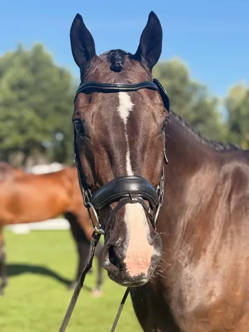 danygarciaco Instagram post about Equestrian comeback