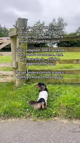 digitdax Instagram post about Dog resilience