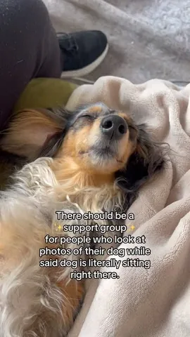 digitdax Instagram post about Dog owner relatability