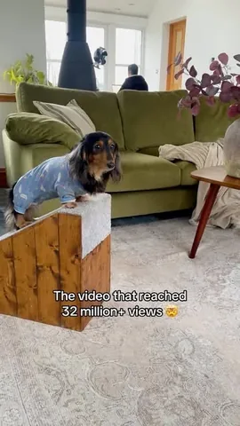 digitdax Instagram post about Online pet community