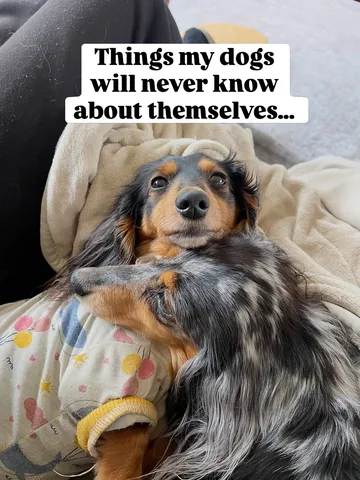 digitdax Instagram post about Pet owner relationship