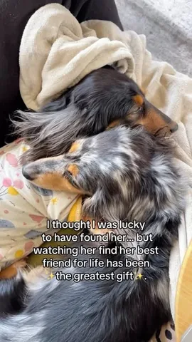 digitdax Instagram post about Dog friendship