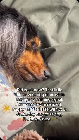 digitdax Instagram post about Dog behavior