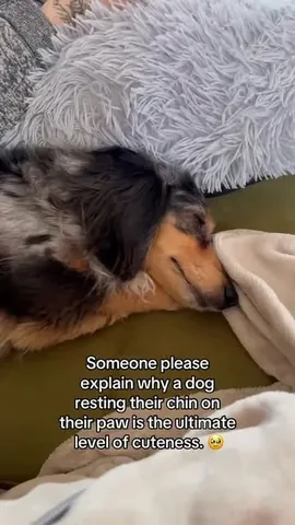 digitdax Instagram post about Dog behavior