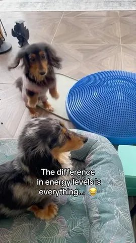 digitdax Instagram post about Dog personalities