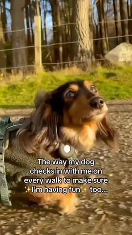 digitdax Instagram post about Emotional dog moment