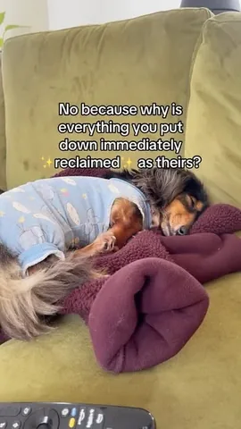 digitdax Instagram post about Dog behavior