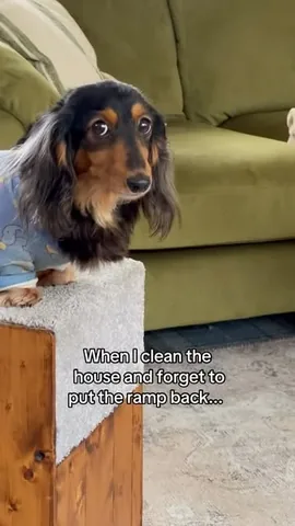 digitdax Instagram post about Dog behavior