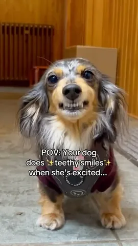 digitdax Instagram post about Dog behavior