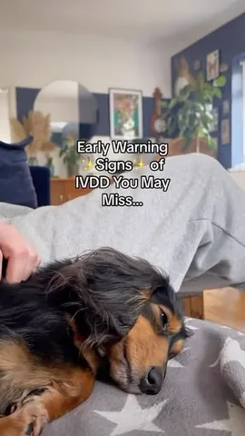 digitdax Instagram post about Canine IVDD recovery