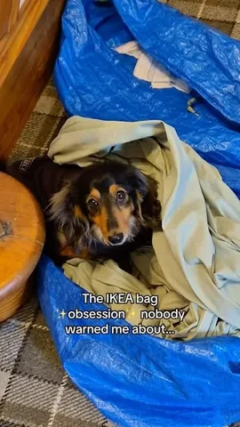 digitdax Instagram post about Dog behavior